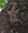 Hoary Bellied Squirrel at Buxa National park